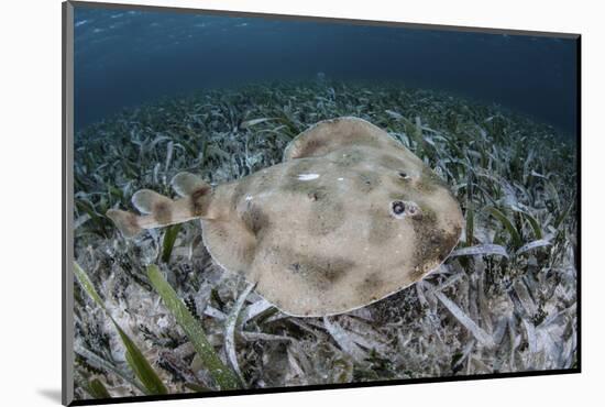 An Electric Ray on the Seafloor of Turneffe Atoll Off the Coast of Belize-Stocktrek Images-Mounted Photographic Print