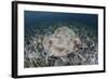 An Electric Ray on the Seafloor of Turneffe Atoll Off the Coast of Belize-Stocktrek Images-Framed Photographic Print