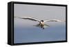 An Elegant Tern Flies over the Southern California Coast-Neil Losin-Framed Stretched Canvas