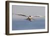 An Elegant Tern Flies over the Southern California Coast-Neil Losin-Framed Premium Photographic Print