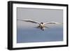 An Elegant Tern Flies over the Southern California Coast-Neil Losin-Framed Premium Photographic Print