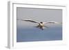 An Elegant Tern Flies over the Southern California Coast-Neil Losin-Framed Premium Photographic Print