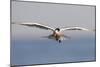 An Elegant Tern Flies over the Southern California Coast-Neil Losin-Mounted Premium Photographic Print