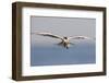 An Elegant Tern Flies over the Southern California Coast-Neil Losin-Framed Photographic Print