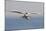 An Elegant Tern Flies over the Southern California Coast-Neil Losin-Mounted Photographic Print