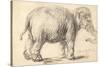 An Elephant, 1637-Rembrandt Harmensz. van Rijn-Stretched Canvas