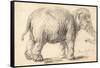 An Elephant, 1637-Rembrandt Harmensz. van Rijn-Framed Stretched Canvas