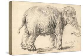 An Elephant, 1637-Rembrandt Harmensz. van Rijn-Stretched Canvas