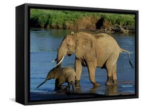An Elephant and Her Calf Cross a River-null-Framed Stretched Canvas