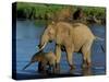 An Elephant and Her Calf Cross a River-null-Stretched Canvas