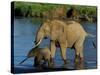 An Elephant and Her Calf Cross a River-null-Stretched Canvas
