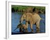 An Elephant and Her Calf Cross a River-null-Framed Photographic Print