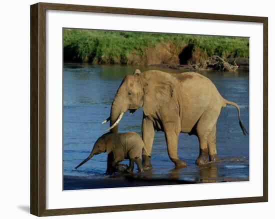 An Elephant and Her Calf Cross a River-null-Framed Photographic Print