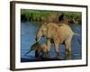 An Elephant and Her Calf Cross a River-null-Framed Photographic Print