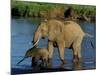 An Elephant and Her Calf Cross a River-null-Mounted Photographic Print