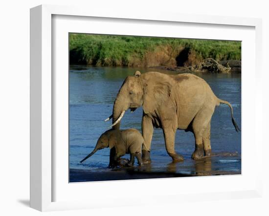 An Elephant and Her Calf Cross a River-null-Framed Photographic Print