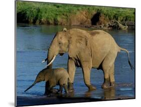 An Elephant and Her Calf Cross a River-null-Mounted Photographic Print
