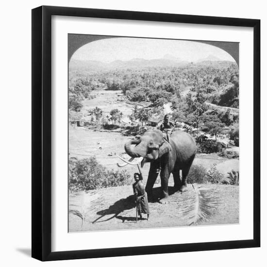 An Elephant and its Keeper, Sri Lanka, 1902-Underwood & Underwood-Framed Giclee Print