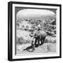 An Elephant and its Keeper, Sri Lanka, 1902-Underwood & Underwood-Framed Giclee Print