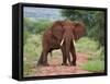 An Elephant Covered in Red Dust Blocks a Track in Kenya S Tsavo West National Park-Nigel Pavitt-Framed Stretched Canvas