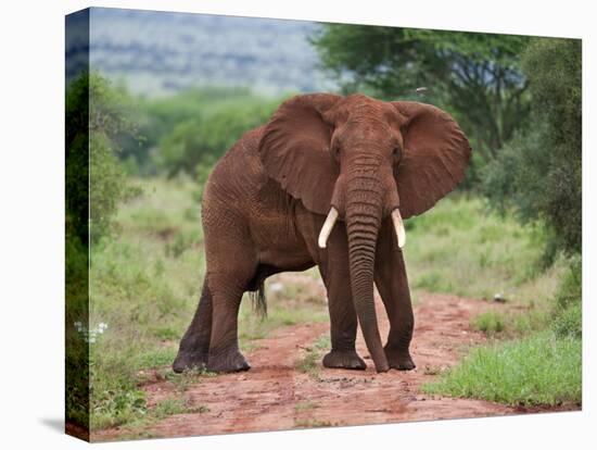 An Elephant Covered in Red Dust Blocks a Track in Kenya S Tsavo West National Park-Nigel Pavitt-Stretched Canvas