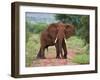 An Elephant Covered in Red Dust Blocks a Track in Kenya S Tsavo West National Park-Nigel Pavitt-Framed Premium Photographic Print