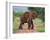 An Elephant Covered in Red Dust Blocks a Track in Kenya S Tsavo West National Park-Nigel Pavitt-Framed Premium Photographic Print