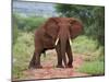 An Elephant Covered in Red Dust Blocks a Track in Kenya S Tsavo West National Park-Nigel Pavitt-Mounted Premium Photographic Print