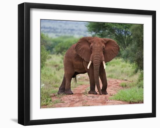 An Elephant Covered in Red Dust Blocks a Track in Kenya S Tsavo West National Park-Nigel Pavitt-Framed Photographic Print