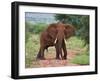 An Elephant Covered in Red Dust Blocks a Track in Kenya S Tsavo West National Park-Nigel Pavitt-Framed Photographic Print