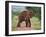 An Elephant Covered in Red Dust Blocks a Track in Kenya S Tsavo West National Park-Nigel Pavitt-Framed Photographic Print