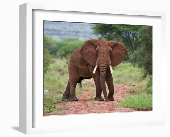 An Elephant Covered in Red Dust Blocks a Track in Kenya S Tsavo West National Park-Nigel Pavitt-Framed Photographic Print