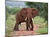 An Elephant Covered in Red Dust Blocks a Track in Kenya S Tsavo West National Park-Nigel Pavitt-Mounted Photographic Print