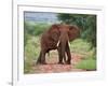 An Elephant Covered in Red Dust Blocks a Track in Kenya S Tsavo West National Park-Nigel Pavitt-Framed Photographic Print