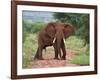 An Elephant Covered in Red Dust Blocks a Track in Kenya S Tsavo West National Park-Nigel Pavitt-Framed Photographic Print