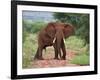 An Elephant Covered in Red Dust Blocks a Track in Kenya S Tsavo West National Park-Nigel Pavitt-Framed Photographic Print