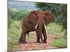 An Elephant Covered in Red Dust Blocks a Track in Kenya S Tsavo West National Park-Nigel Pavitt-Mounted Photographic Print