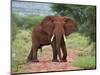 An Elephant Covered in Red Dust Blocks a Track in Kenya S Tsavo West National Park-Nigel Pavitt-Mounted Photographic Print