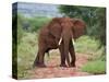 An Elephant Covered in Red Dust Blocks a Track in Kenya S Tsavo West National Park-Nigel Pavitt-Stretched Canvas