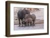 An elephant family drinksin the Chobe River, Chobe National Park, Botswana, Africa.-Brenda Tharp-Framed Photographic Print