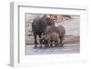 An elephant family drinksin the Chobe River, Chobe National Park, Botswana, Africa.-Brenda Tharp-Framed Photographic Print