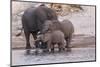 An elephant family drinksin the Chobe River, Chobe National Park, Botswana, Africa.-Brenda Tharp-Mounted Photographic Print
