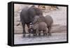 An elephant family drinksin the Chobe River, Chobe National Park, Botswana, Africa.-Brenda Tharp-Framed Stretched Canvas