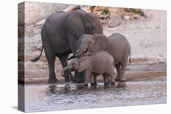 An elephant family drinksin the Chobe River, Chobe National Park, Botswana, Africa.-Brenda Tharp-Stretched Canvas