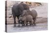 An elephant family drinksin the Chobe River, Chobe National Park, Botswana, Africa.-Brenda Tharp-Stretched Canvas