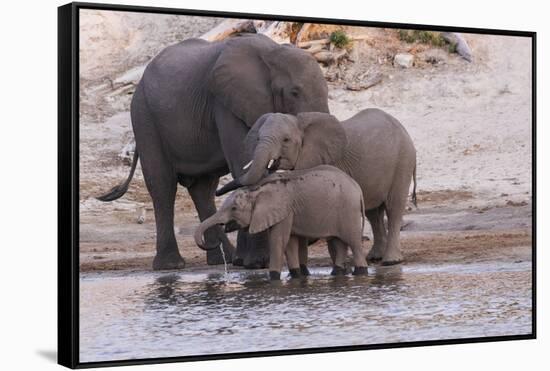 An elephant family drinksin the Chobe River, Chobe National Park, Botswana, Africa.-Brenda Tharp-Framed Stretched Canvas