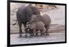 An elephant family drinksin the Chobe River, Chobe National Park, Botswana, Africa.-Brenda Tharp-Framed Photographic Print