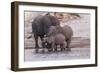 An elephant family drinksin the Chobe River, Chobe National Park, Botswana, Africa.-Brenda Tharp-Framed Photographic Print