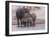 An elephant family drinksin the Chobe River, Chobe National Park, Botswana, Africa.-Brenda Tharp-Framed Photographic Print