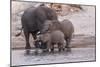 An elephant family drinksin the Chobe River, Chobe National Park, Botswana, Africa.-Brenda Tharp-Mounted Photographic Print
